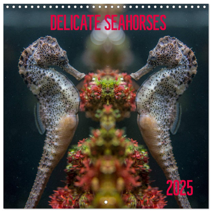 Delicate seahorses (CALVENDO Monthly Calendar 2025)