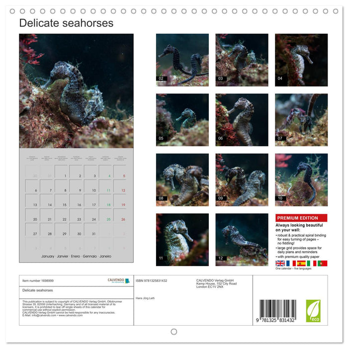 Delicate seahorses (CALVENDO Monthly Calendar 2025)