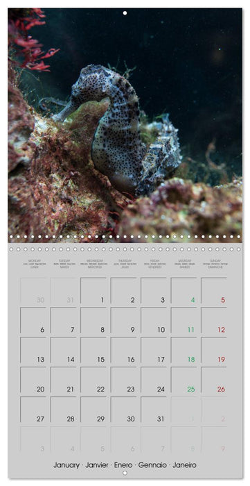 Delicate seahorses (CALVENDO Monthly Calendar 2025)