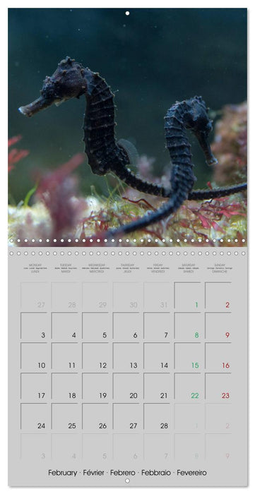 Delicate seahorses (CALVENDO Monthly Calendar 2025)