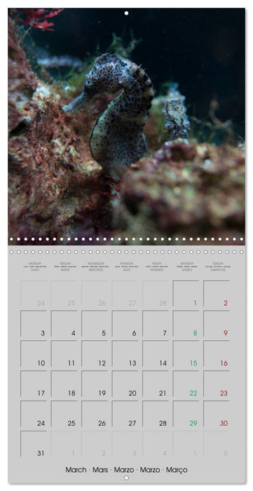 Delicate seahorses (CALVENDO Monthly Calendar 2025)