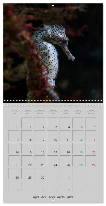 Delicate seahorses (CALVENDO Monthly Calendar 2025)