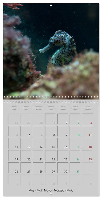 Delicate seahorses (CALVENDO Monthly Calendar 2025)