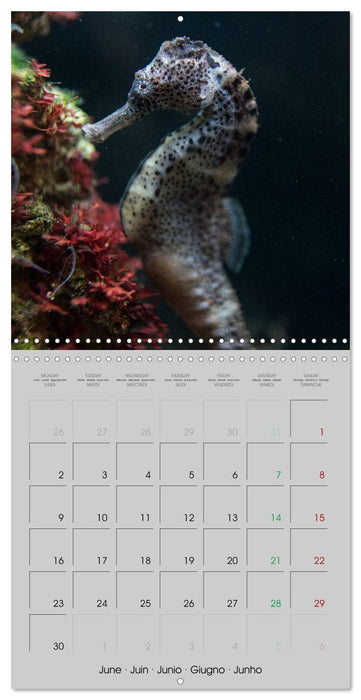 Delicate seahorses (CALVENDO Monthly Calendar 2025)