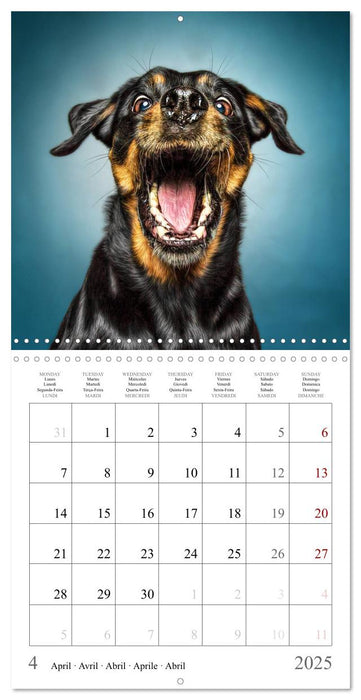 Funny Dog Faces (CALVENDO Monthly Calendar 2025)