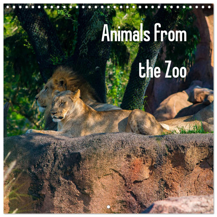 Animals from the Zoo (CALVENDO Monthly Calendar 2025)