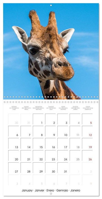 Animals from the Zoo (CALVENDO Monthly Calendar 2025)