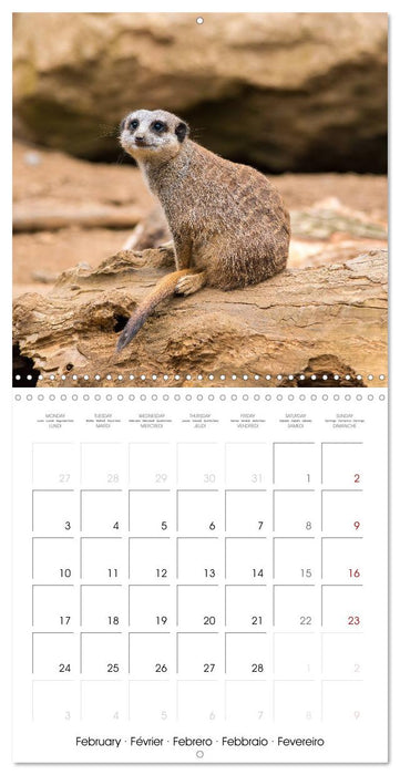 Animals from the Zoo (CALVENDO Monthly Calendar 2025)