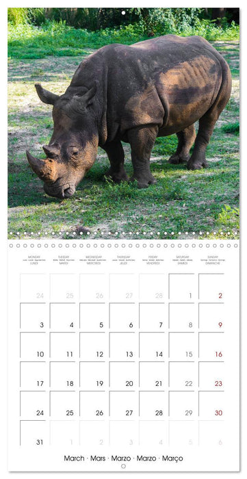 Animals from the Zoo (CALVENDO Monthly Calendar 2025)