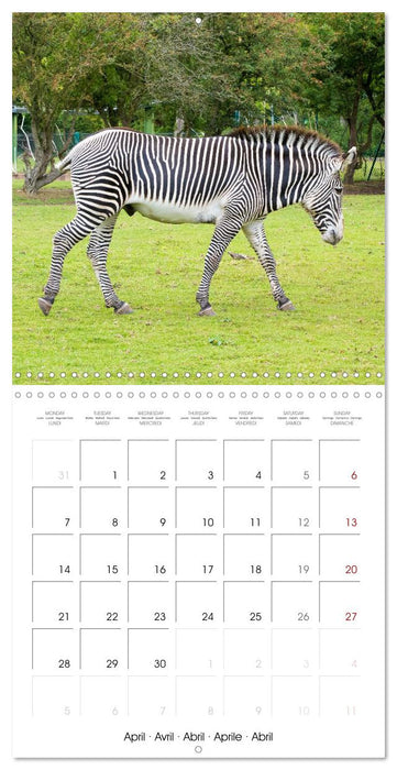 Animals from the Zoo (CALVENDO Monthly Calendar 2025)