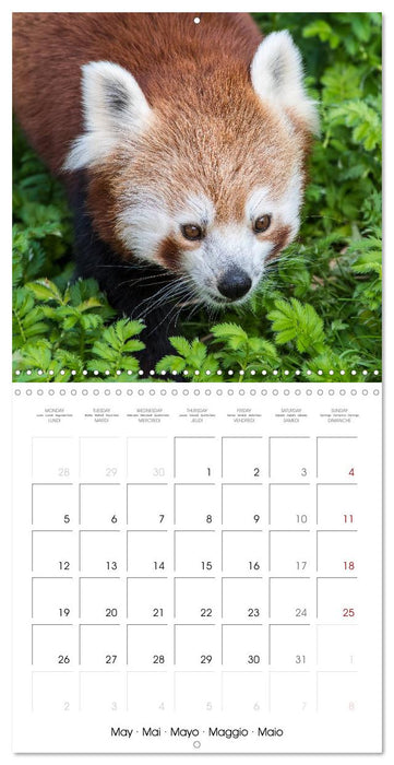 Animals from the Zoo (CALVENDO Monthly Calendar 2025)