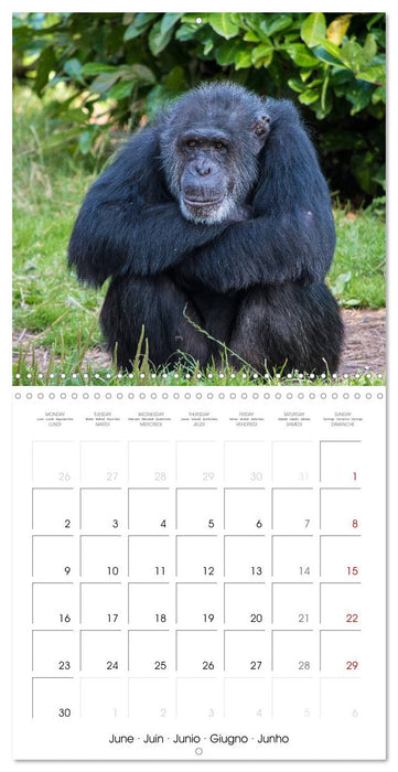 Animals from the Zoo (CALVENDO Monthly Calendar 2025)