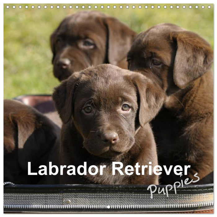 Labrador Retriever Puppies (CALVENDO Monthly Calendar 2025)