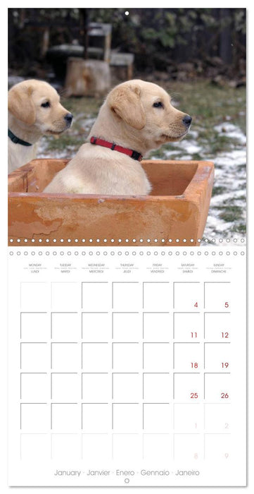 Labrador Retriever Puppies (CALVENDO Monthly Calendar 2025)