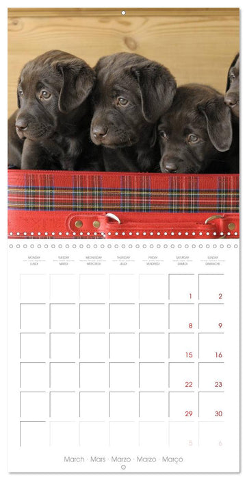 Labrador Retriever Puppies (CALVENDO Monthly Calendar 2025)