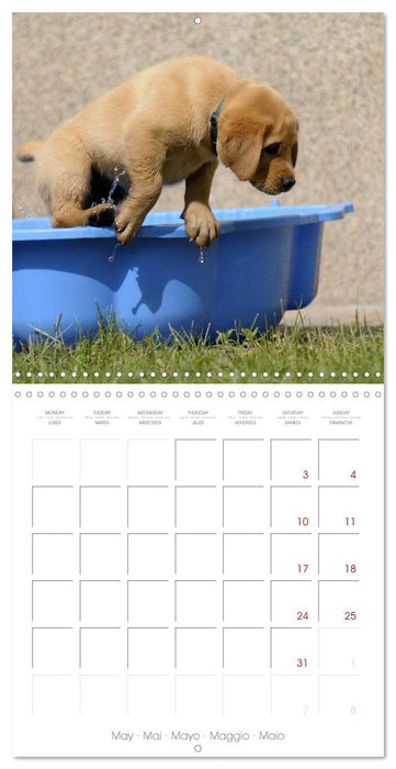 Labrador Retriever Puppies (CALVENDO Monthly Calendar 2025)