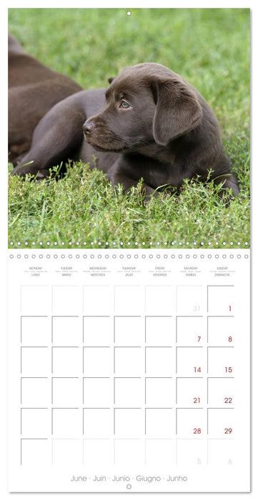 Labrador Retriever Puppies (CALVENDO Monthly Calendar 2025)