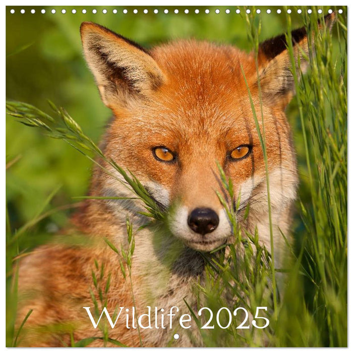 Wildlife 2025 (CALVENDO Monthly Calendar 2025)