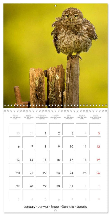 Wildlife 2025 (CALVENDO Monthly Calendar 2025)