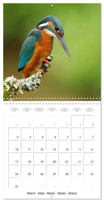 Wildlife 2025 (CALVENDO Monthly Calendar 2025)