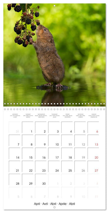 Wildlife 2025 (CALVENDO Monthly Calendar 2025)