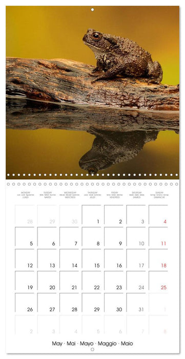 Wildlife 2025 (CALVENDO Monthly Calendar 2025)