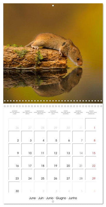 Wildlife 2025 (CALVENDO Monthly Calendar 2025)