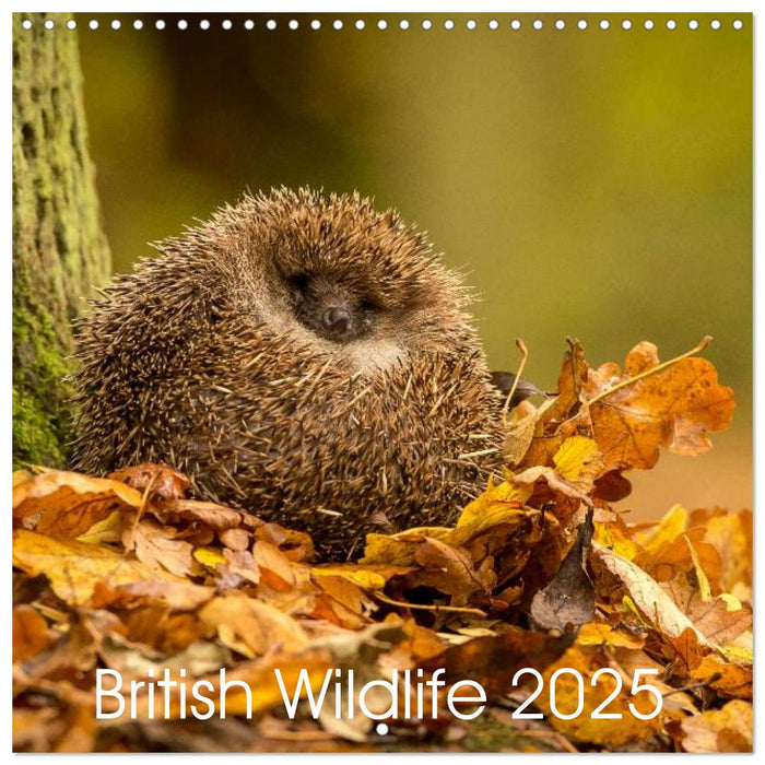 British Wildlife 2025 (CALVENDO Monthly Calendar 2025)