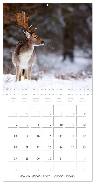 British Wildlife 2025 (CALVENDO Monthly Calendar 2025)