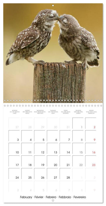 British Wildlife 2025 (CALVENDO Monthly Calendar 2025)