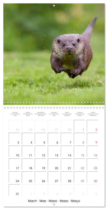 British Wildlife 2025 (CALVENDO Monthly Calendar 2025)