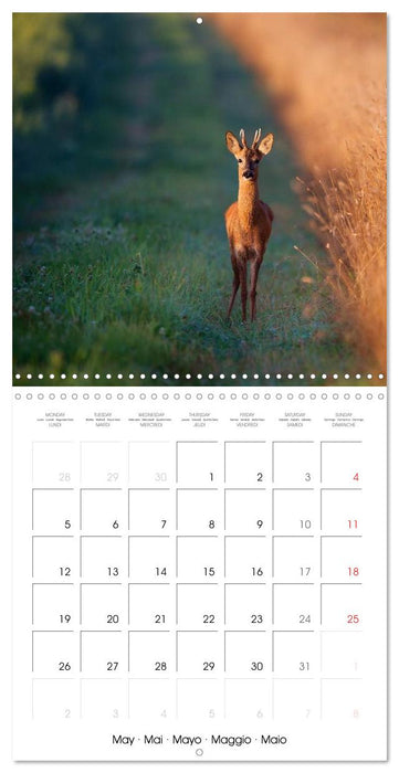 British Wildlife 2025 (CALVENDO Monthly Calendar 2025)