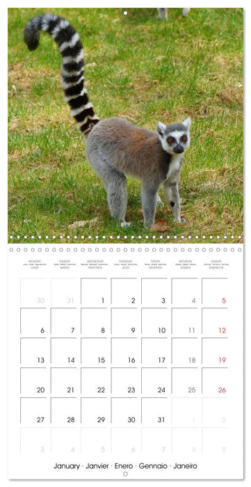 Funny Lemurs (CALVENDO Monthly Calendar 2025)