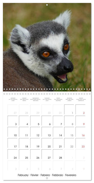 Funny Lemurs (CALVENDO Monthly Calendar 2025)