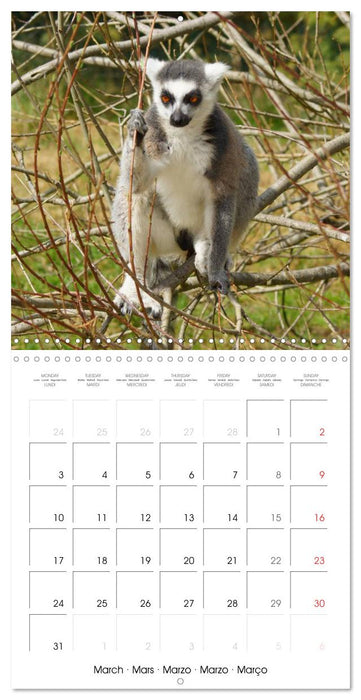 Funny Lemurs (CALVENDO Monthly Calendar 2025)