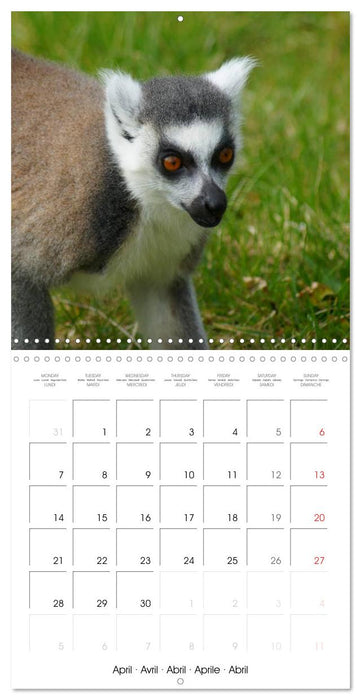 Funny Lemurs (CALVENDO Monthly Calendar 2025)