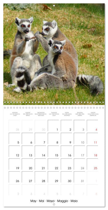 Funny Lemurs (CALVENDO Monthly Calendar 2025)