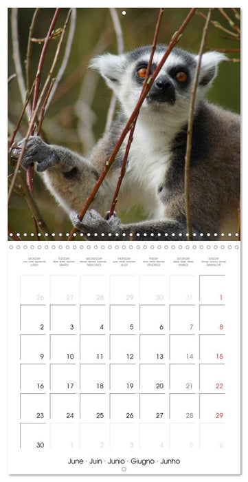 Funny Lemurs (CALVENDO Monthly Calendar 2025)