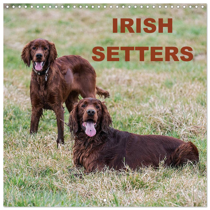 Irish Setters (CALVENDO Monthly Calendar 2025)