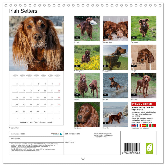 Irish Setters (CALVENDO Monthly Calendar 2025)