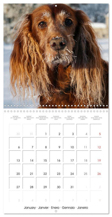 Irish Setters (CALVENDO Monthly Calendar 2025)