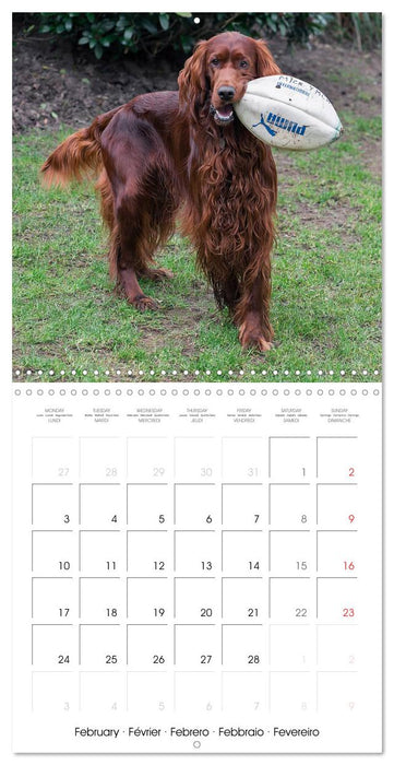 Irish Setters (CALVENDO Monthly Calendar 2025)