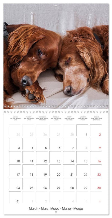 Irish Setters (CALVENDO Monthly Calendar 2025)