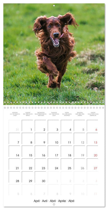 Irish Setters (CALVENDO Monthly Calendar 2025)