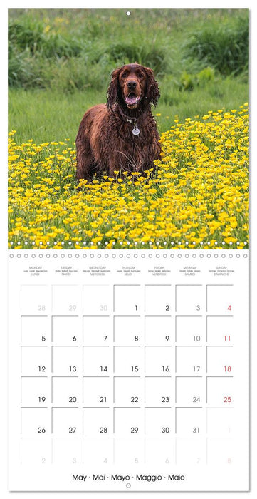 Irish Setters (CALVENDO Monthly Calendar 2025)