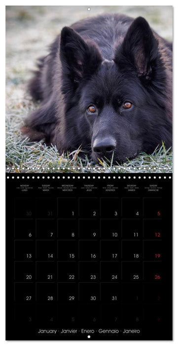 BLACK IS BEAUTIFUL Long-haired Black German Shepherds (CALVENDO Monthly Calendar 2025)