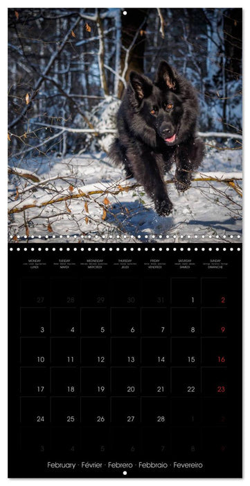 BLACK IS BEAUTIFUL Long-haired Black German Shepherds (CALVENDO Monthly Calendar 2025)