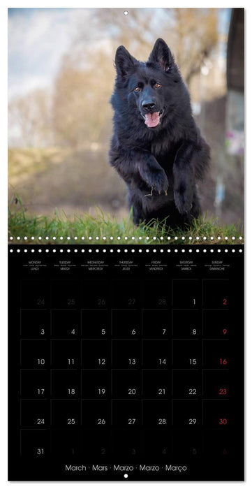 BLACK IS BEAUTIFUL Long-haired Black German Shepherds (CALVENDO Monthly Calendar 2025)