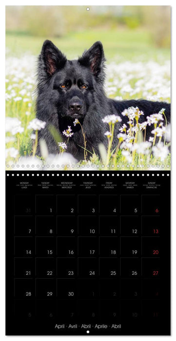 BLACK IS BEAUTIFUL Long-haired Black German Shepherds (CALVENDO Monthly Calendar 2025)