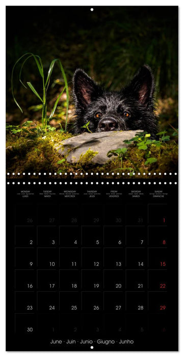 BLACK IS BEAUTIFUL Long-haired Black German Shepherds (CALVENDO Monthly Calendar 2025)